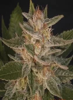 Detalle vertical de un cogollo de cannabis con numerosos filamentos anaranjados y pequeñas hojas cubiertas de puntos blanquecinos. Detalle vertical de un cogollo de cannabis con numerosos filamentos anaranjados y pequeñas hojas cubiertas de puntos blanquecinos.