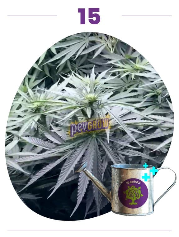 Composición con el número 15, plantas de cannabis con flores y hojas alargadas, y una regadera superpuesta con signos más. Composición con el número 15, plantas de cannabis con flores y hojas alargadas, y una regadera superpuesta con signos más.