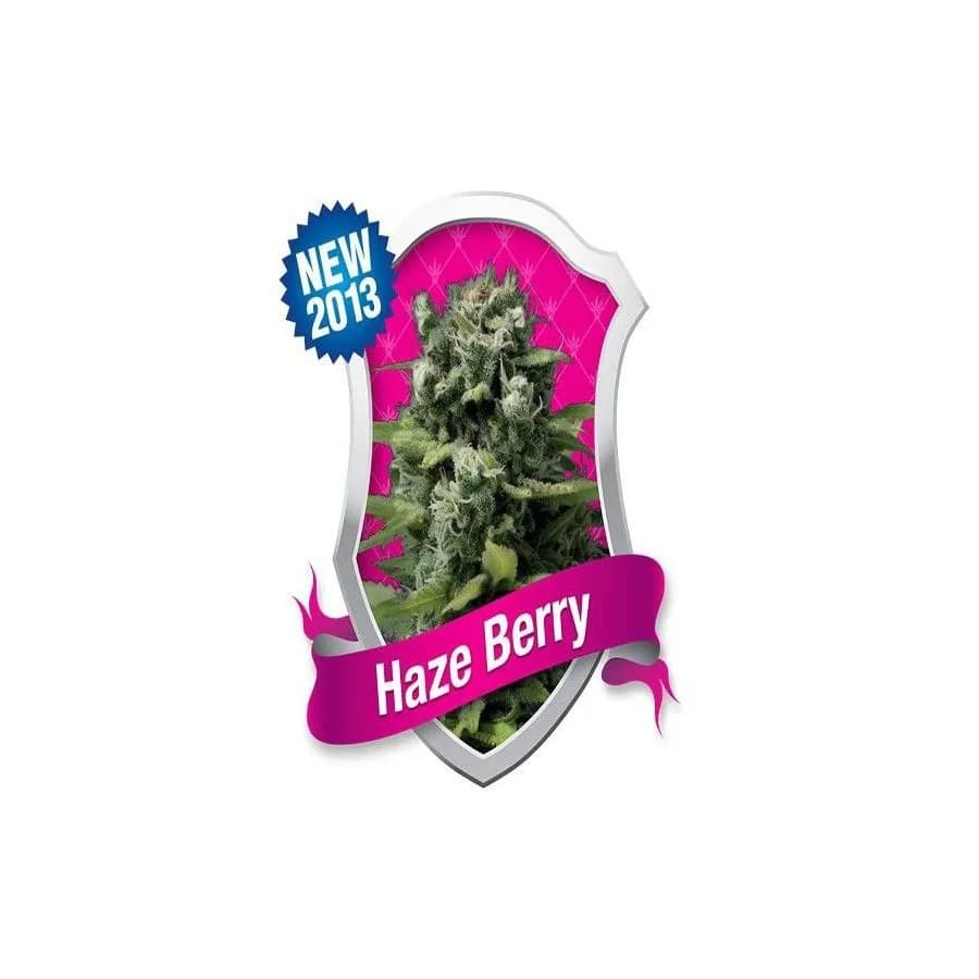 Flor de cannabis enmarcada en un escudo plateado sobre fondo fucsia, con una cinta «Haze Berry» y un distintivo azul «NEW 2013». Flor de cannabis enmarcada en un escudo plateado sobre fondo fucsia, con una cinta «Haze Berry» y un distintivo azul «NEW 2013».
