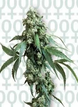 Cogollo alargado de cannabis con pequeñas hojas verdes y superficie blanquecina, sobre un fondo claro con símbolos femeninos repetidos. Cogollo alargado de cannabis con pequeñas hojas verdes y superficie blanquecina, sobre un fondo claro con símbolos femeninos repetidos.