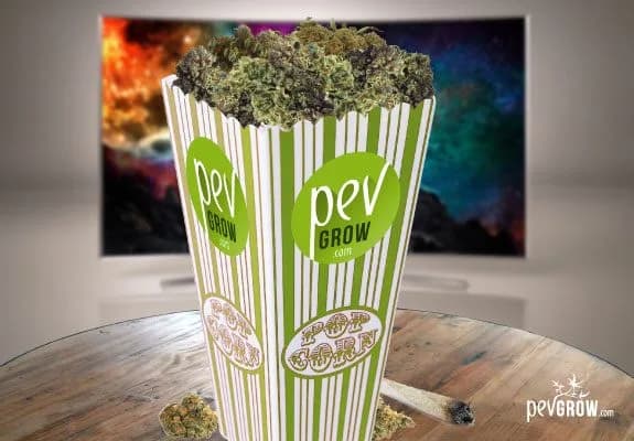 Ilustración histórica de un cubo de palomitas Pevgrow con cannabis frente a un televisor