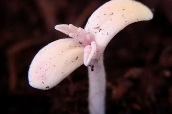 Primer plano de una plántula con dos cotiledones blancos, pequeñas hojas rosadas y tallo pálido sobre sustrato oscuro. Primer plano de una plántula con dos cotiledones blancos, pequeñas hojas rosadas y tallo pálido sobre sustrato oscuro.