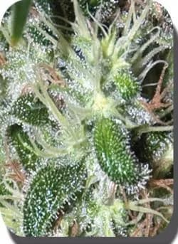 Detalle de una flor de cannabis con hojas verdes cubiertas de tricomas y numerosos pistilos claros y anaranjados. Detalle de una flor de cannabis con hojas verdes cubiertas de tricomas y numerosos pistilos claros y anaranjados.