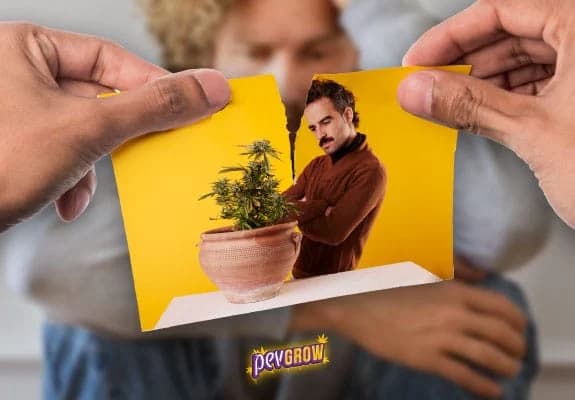 Dos manos rompen una fotografía de un hombre junto a una planta de cannabis