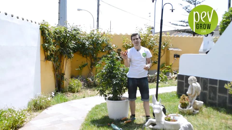 Presentador de Pevgrow con camiseta blanca y unas tijeras de podar en la mano, junto a una planta de marihuana en una maceta blanca en un jardín