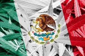 Bandera de México con el escudo nacional en el centro, superpuesta a un fondo de hojas de cannabis. Bandera de México con el escudo nacional en el centro, superpuesta a un fondo de hojas de cannabis.