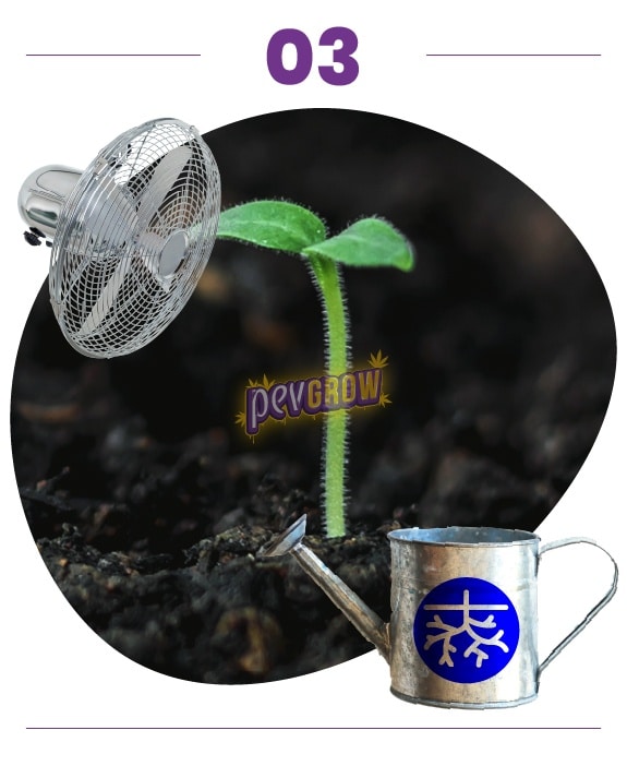 Paso 03: plántula de tallo fino y dos cotiledones sobre tierra, con iconos superpuestos de ventilador y regadera con raíces. Paso 03: plántula de tallo fino y dos cotiledones sobre tierra, con iconos superpuestos de ventilador y regadera con raíces.