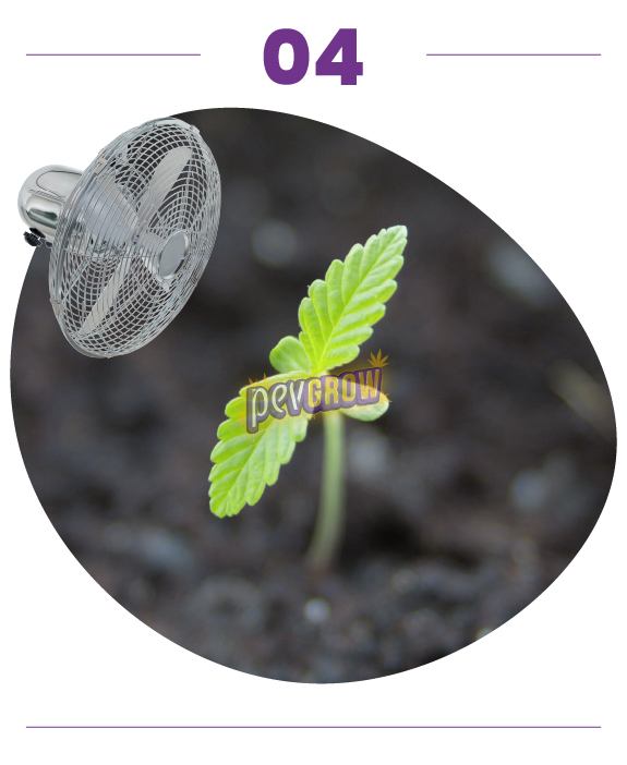 Paso 04: plántula de cannabis con sus primeras hojas dentadas sobre un fondo de tierra desenfocado y un icono de ventilador. Paso 04: plántula de cannabis con sus primeras hojas dentadas sobre un fondo de tierra desenfocado y un icono de ventilador.