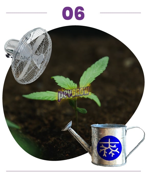 Paso 06: planta joven de cannabis con varios pares de hojas dentadas, junto a iconos de ventilador y regadera con símbolo de raíces. Paso 06: planta joven de cannabis con varios pares de hojas dentadas, junto a iconos de ventilador y regadera con símbolo de raíces.