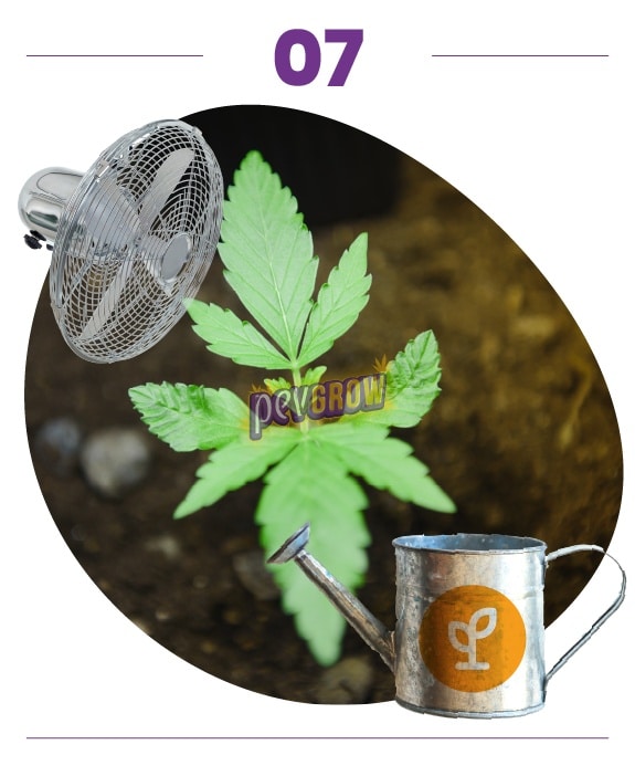 Paso 07: planta joven de cannabis vista desde arriba, con hojas de varios folíolos, un ventilador y una regadera con símbolo de brote. Paso 07: planta joven de cannabis vista desde arriba, con hojas de varios folíolos, un ventilador y una regadera con símbolo de brote.