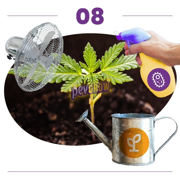 Paso 08: planta joven de cannabis junto a un ventilador, una regadera con símbolo de brote y una mano que apunta un pulverizador hacia las hojas. Paso 08: planta joven de cannabis junto a un ventilador, una regadera con símbolo de brote y una mano que apunta un pulverizador hacia las hojas.
