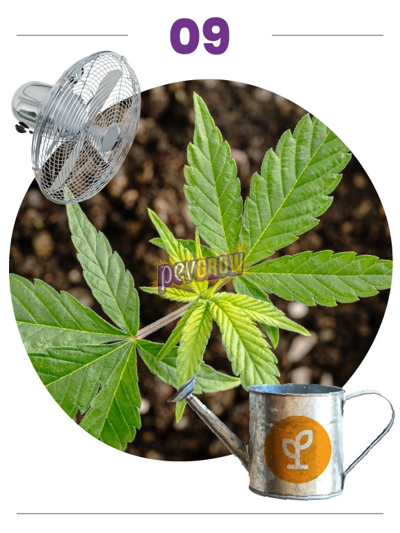 Paso 09: primer plano de hojas de cannabis con brotes claros, acompañado de un ventilador y una regadera con símbolo de planta. Paso 09: primer plano de hojas de cannabis con brotes claros, acompañado de un ventilador y una regadera con símbolo de planta.
