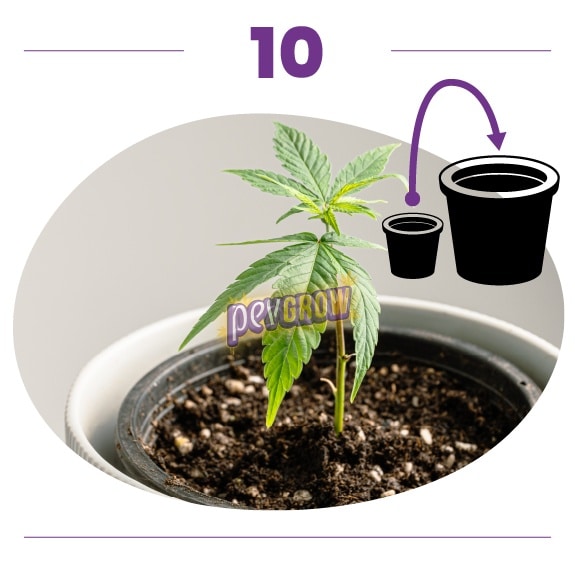 Paso 10: planta joven de cannabis en maceta, junto a un esquema con una flecha desde una maceta pequeña hacia otra mayor. Paso 10: planta joven de cannabis en maceta, junto a un esquema con una flecha desde una maceta pequeña hacia otra mayor.