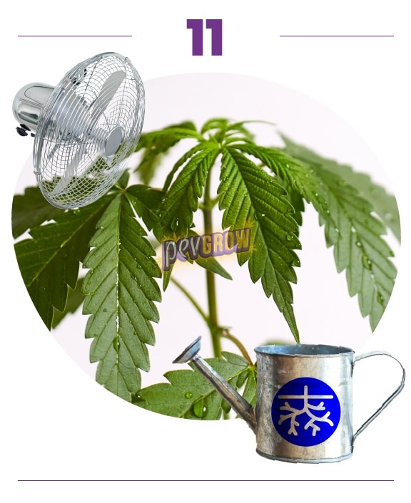 Paso 11: hojas de cannabis inclinadas hacia abajo y con gotas, junto a un ventilador y una regadera con símbolo de raíces. Paso 11: hojas de cannabis inclinadas hacia abajo y con gotas, junto a un ventilador y una regadera con símbolo de raíces.