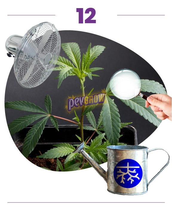 Paso 12: planta de cannabis en maceta con un ventilador, una lupa sostenida ante las hojas y una regadera con símbolo de raíces. Paso 12: planta de cannabis en maceta con un ventilador, una lupa sostenida ante las hojas y una regadera con símbolo de raíces.