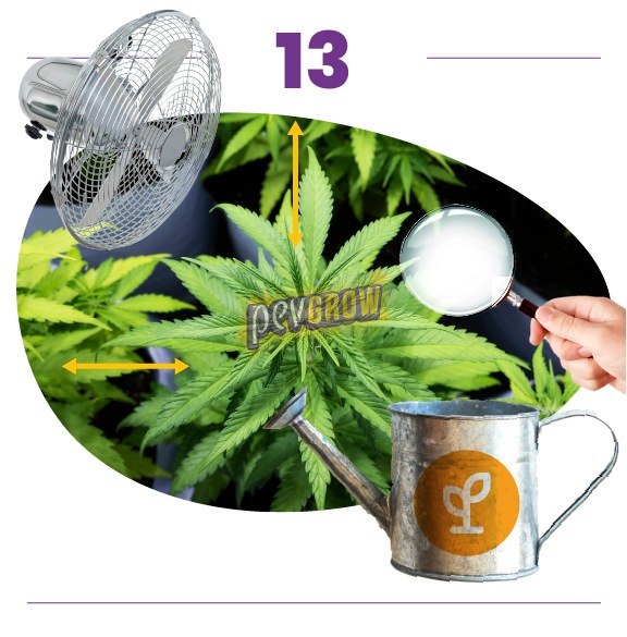 Paso 13: cannabis visto desde arriba, con flechas de doble punta, un ventilador, una lupa y una regadera con símbolo de planta. Paso 13: cannabis visto desde arriba, con flechas de doble punta, un ventilador, una lupa y una regadera con símbolo de planta.
