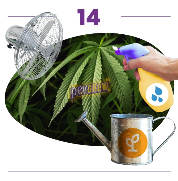 Paso 14: hojas de cannabis junto a un ventilador, una mano con pulverizador marcado con gotas y una regadera con símbolo de planta. Paso 14: hojas de cannabis junto a un ventilador, una mano con pulverizador marcado con gotas y una regadera con símbolo de planta.