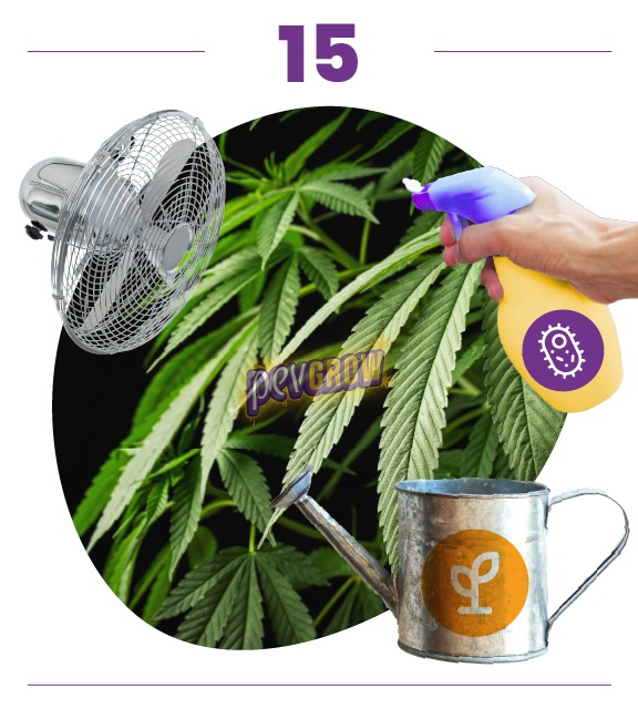Paso 15: hojas de cannabis con ventilador, regadera y una mano que sostiene un pulverizador con un icono de microorganismo. Paso 15: hojas de cannabis con ventilador, regadera y una mano que sostiene un pulverizador con un icono de microorganismo.