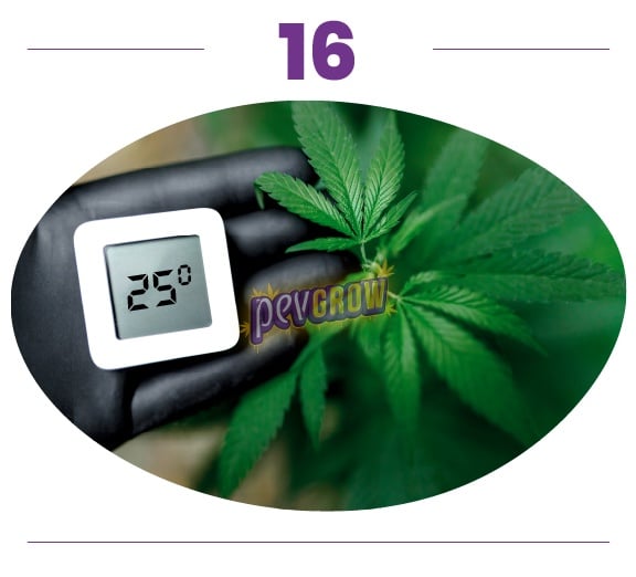 Paso 16: una mano enguantada sostiene un termómetro digital que marca 25° junto a las hojas de una planta de cannabis. Paso 16: una mano enguantada sostiene un termómetro digital que marca 25° junto a las hojas de una planta de cannabis.
