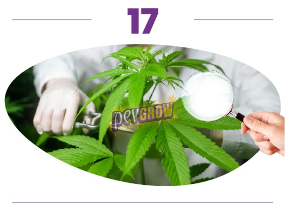 Montaje de una planta de cannabis con tijeras de poda junto al tallo y una lupa sostenida sobre sus hojas. Montaje de una planta de cannabis con tijeras de poda junto al tallo y una lupa sostenida sobre sus hojas.