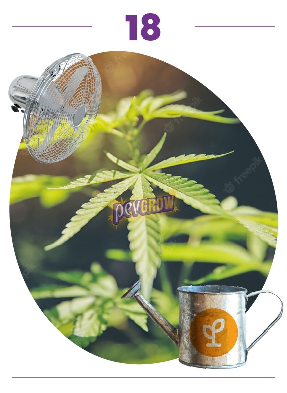 Montaje de hojas de cannabis en primer plano, con un ventilador en la esquina superior izquierda y una regadera abajo. Montaje de hojas de cannabis en primer plano, con un ventilador en la esquina superior izquierda y una regadera abajo.