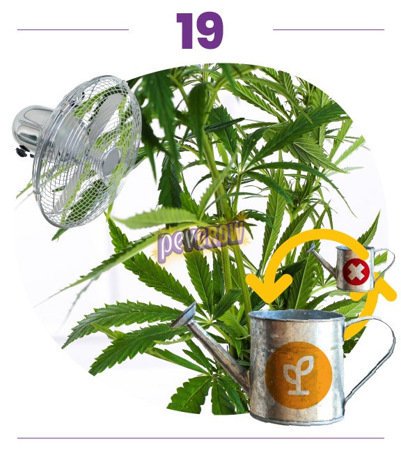 Montaje de tallos y hojas de cannabis con un ventilador y dos regaderas enlazadas por flechas amarillas, una con una cruz roja. Montaje de tallos y hojas de cannabis con un ventilador y dos regaderas enlazadas por flechas amarillas, una con una cruz roja.