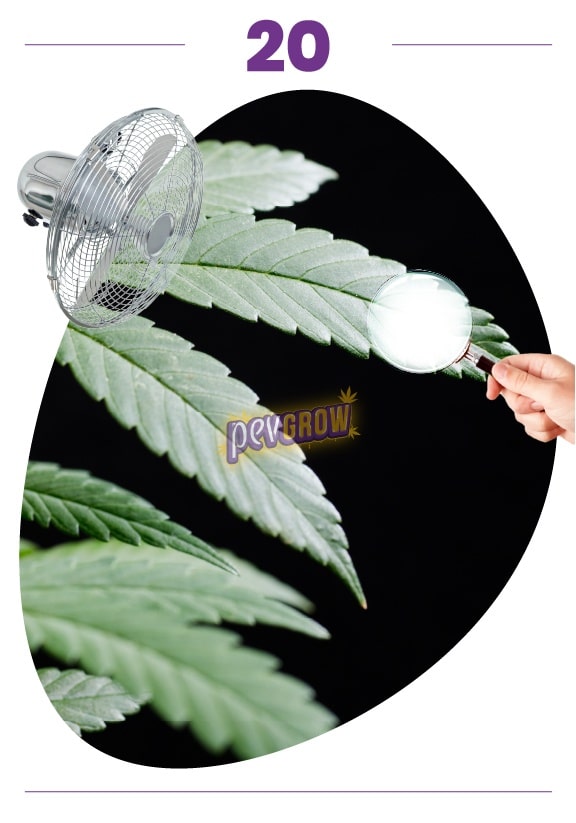 Montaje de hojas dentadas de cannabis sobre fondo negro, con un ventilador a la izquierda y una mano sujetando una lupa a la derecha. Montaje de hojas dentadas de cannabis sobre fondo negro, con un ventilador a la izquierda y una mano sujetando una lupa a la derecha.