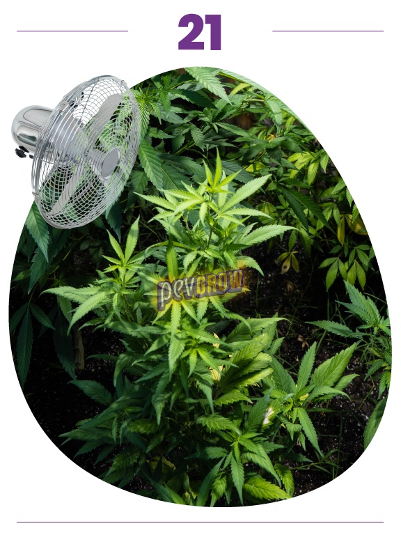 Varias plantas de cannabis vistas desde arriba, con hojas verdes y algunas amarillentas y un ventilador superpuesto a la izquierda. Varias plantas de cannabis vistas desde arriba, con hojas verdes y algunas amarillentas y un ventilador superpuesto a la izquierda.
