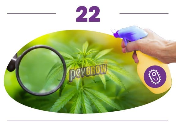 Montaje de una planta de cannabis con una lupa a la izquierda y una mano sosteniendo un pulverizador amarillo con un símbolo de microbio. Montaje de una planta de cannabis con una lupa a la izquierda y una mano sosteniendo un pulverizador amarillo con un símbolo de microbio.