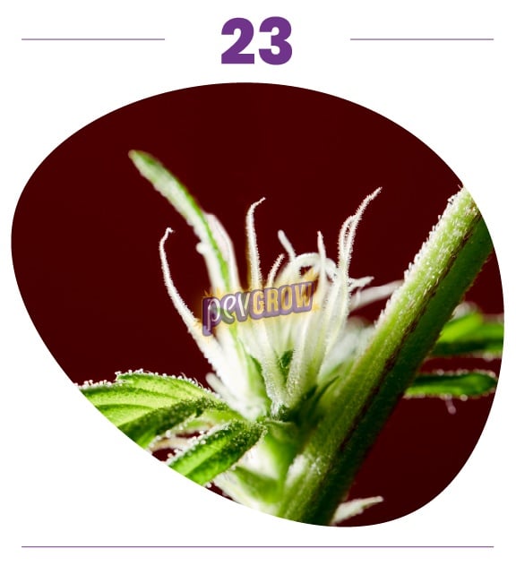 Primer plano de una flor de cannabis con filamentos blancos junto a un tallo verde y pequeñas hojas sobre fondo rojizo. Primer plano de una flor de cannabis con filamentos blancos junto a un tallo verde y pequeñas hojas sobre fondo rojizo.