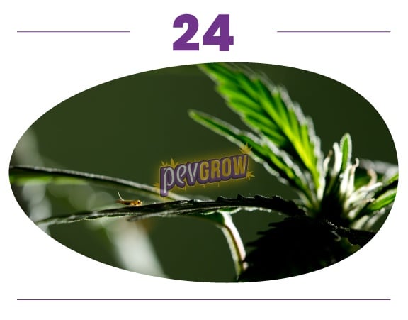 Detalle de un brote de cannabis con filamentos blancos y hojas estrechas a contraluz sobre un fondo verde desenfocado. Detalle de un brote de cannabis con filamentos blancos y hojas estrechas a contraluz sobre un fondo verde desenfocado.