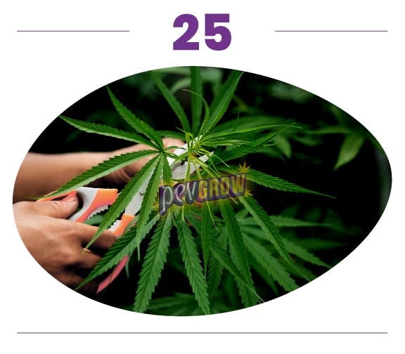 Paso 25: manos sujetan una rama de cannabis con tijeras de poda entre las hojas, dentro de un encuadre ovalado. Paso 25: manos sujetan una rama de cannabis con tijeras de poda entre las hojas, dentro de un encuadre ovalado.