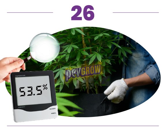 Paso 26: planta de cannabis en maceta con una mano enguantada, una lupa y un medidor digital que marca 53,5 %. Paso 26: planta de cannabis en maceta con una mano enguantada, una lupa y un medidor digital que marca 53,5 %.