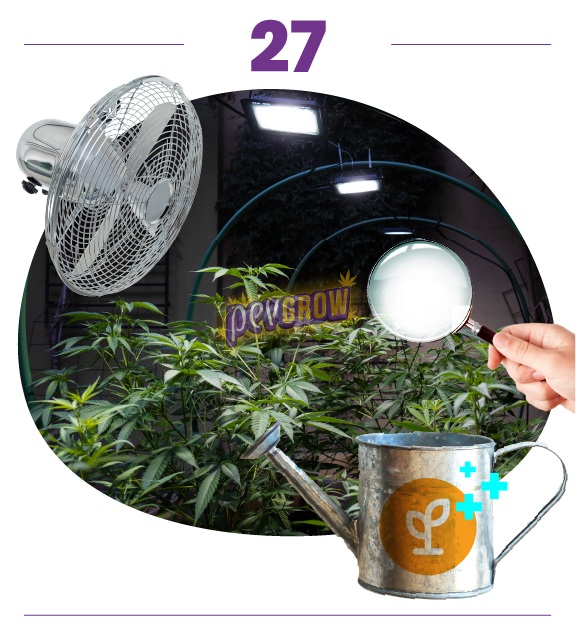 Paso 27: cultivo interior de cannabis bajo luces, con un ventilador, una lupa y una regadera con símbolos de suma. Paso 27: cultivo interior de cannabis bajo luces, con un ventilador, una lupa y una regadera con símbolos de suma.