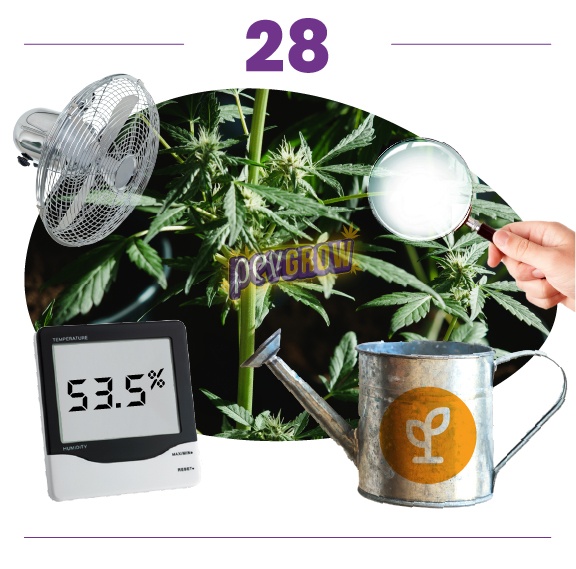 Paso 28: plantas de cannabis con flores, acompañadas de ventilador, lupa, regadera y medidor digital que indica 53,5 %. Paso 28: plantas de cannabis con flores, acompañadas de ventilador, lupa, regadera y medidor digital que indica 53,5 %.