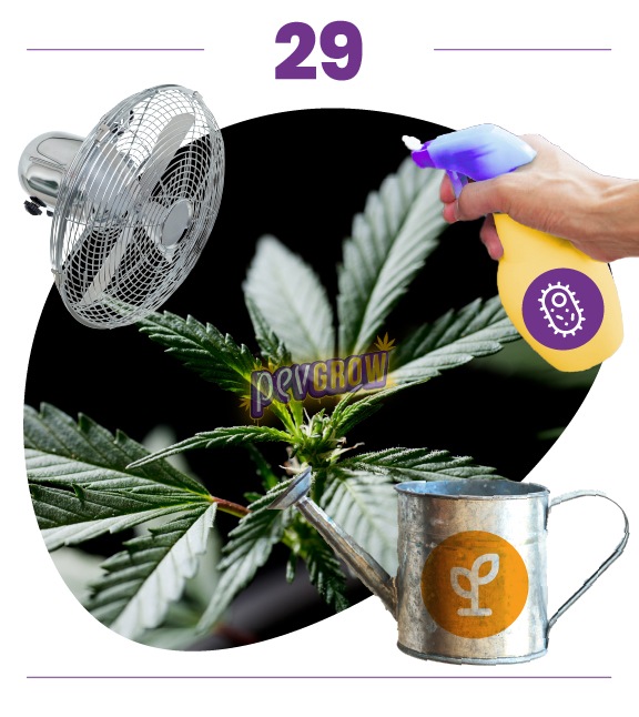 Paso 29: primer plano de cannabis con un ventilador, una regadera y una mano con pulverizador amarillo y símbolo de microorganismo. Paso 29: primer plano de cannabis con un ventilador, una regadera y una mano con pulverizador amarillo y símbolo de microorganismo.