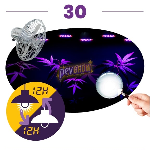Paso 30: cannabis bajo luces violetas, con ventilador, lupa y un gráfico de 12 horas de luz y 12 horas de oscuridad. Paso 30: cannabis bajo luces violetas, con ventilador, lupa y un gráfico de 12 horas de luz y 12 horas de oscuridad.