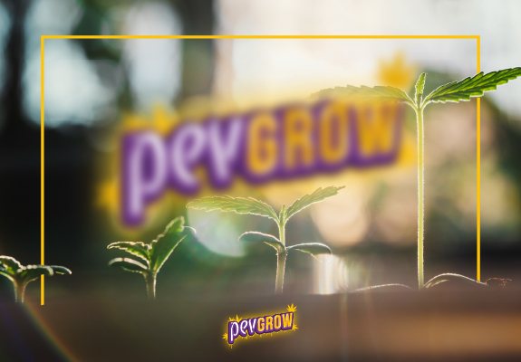 Plántulas de cannabis a contraluz, con hojas a distintas alturas, un marco amarillo y el logotipo de Pevgrow al fondo. Plántulas de cannabis a contraluz, con hojas a distintas alturas, un marco amarillo y el logotipo de Pevgrow al fondo.