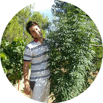Retrato circular de un hombre con polo de rayas junto a una planta de cannabis más alta que él, en un jardín.