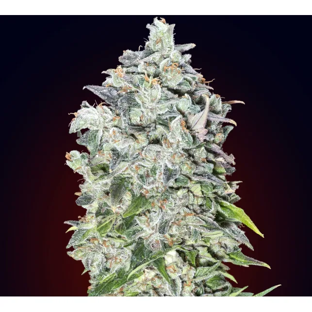 Primer plano de un cogollo de 00 Kush Auto de 00 Seeds, con abundantes tricomas claros y hojas verdes sobre fondo oscuro.