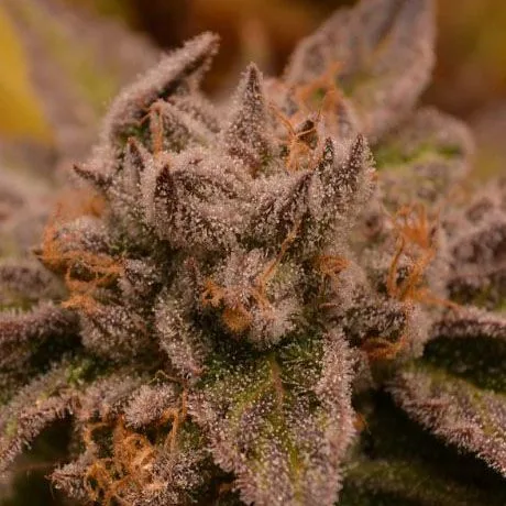 Primer plano de un cogollo de cannabis con hojas de tonos morados y verdes, abundantes tricomas y pistilos anaranjados. Primer plano de un cogollo de cannabis con hojas de tonos morados y verdes, abundantes tricomas y pistilos anaranjados.