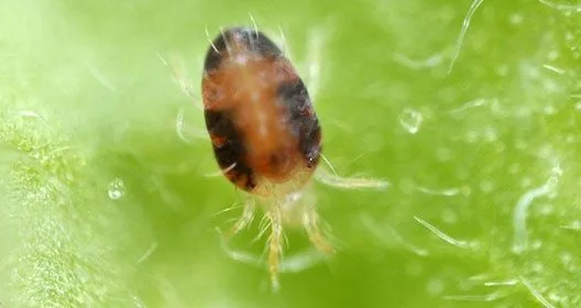 Vista ampliada de un pequeño ácaro ovalado, de cuerpo anaranjado con manchas oscuras y patas claras, sobre una hoja verde.