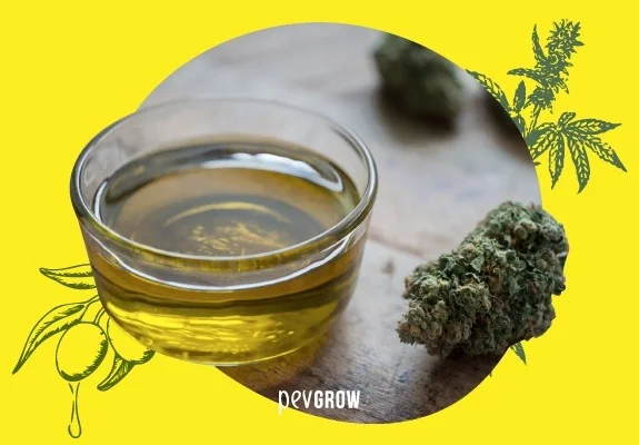 Cuenco transparente con líquido dorado junto a un cogollo de cannabis, en un montaje circular sobre fondo amarillo con dibujos vegetales. Cuenco transparente con líquido dorado junto a un cogollo de cannabis, en un montaje circular sobre fondo amarillo con dibujos vegetales.