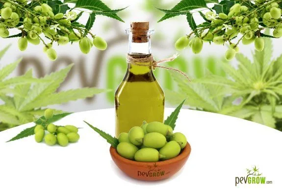 Frasco de aceite amarillo verdoso con tapón de corcho, detrás de un cuenco con frutos verdes y rodeado de ramas y hojas. Frasco de aceite amarillo verdoso con tapón de corcho, detrás de un cuenco con frutos verdes y rodeado de ramas y hojas.
