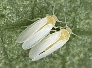 Dos moscas blancas adultas con alas blanquecinas y cabezas amarillentas, posadas juntas sobre una hoja verde en una toma ampliada.