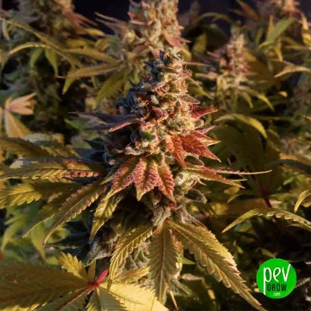 Cogollo de cannabis en primer plano, rodeado de hojas verdes, amarillentas y rojizas, con otras flores al fondo. Cogollo de cannabis en primer plano, rodeado de hojas verdes, amarillentas y rojizas, con otras flores al fondo.