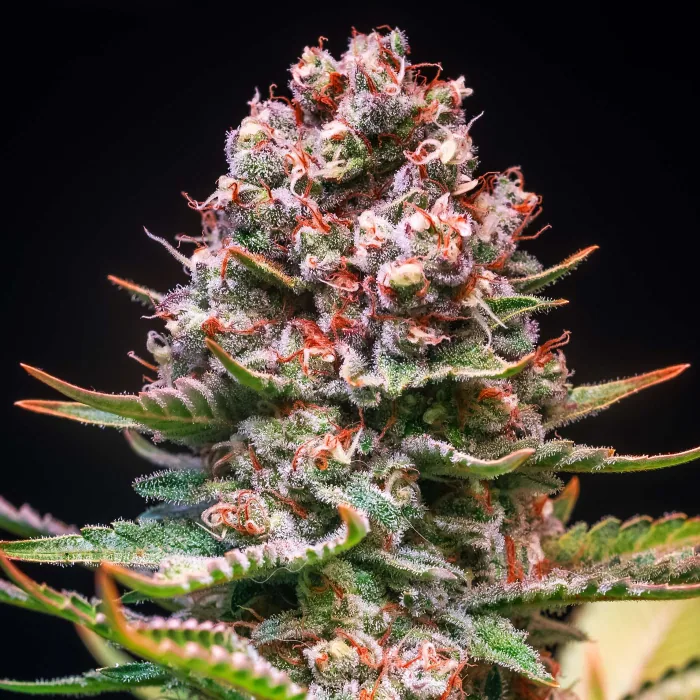 Detalle de un cogollo de cannabis con abundantes tricomas blanquecinos y filamentos anaranjados sobre fondo negro.