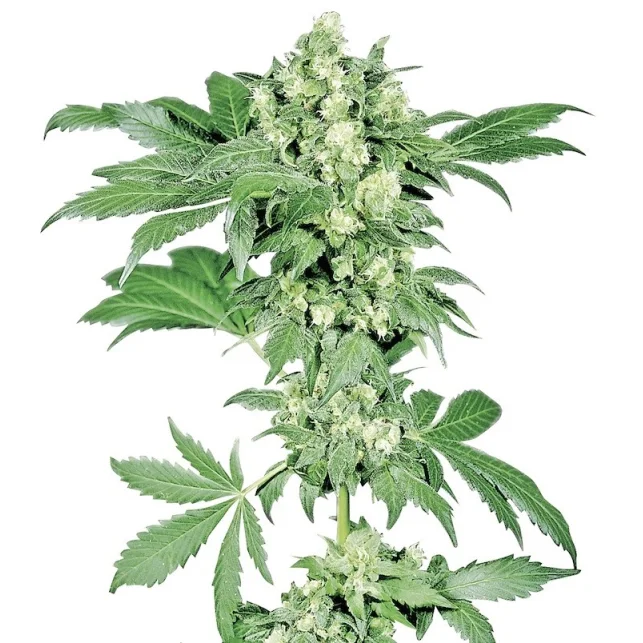 Primer plano de una rama de cannabis Afghani #1 con cogollos agrupados y hojas verdes dentadas sobre fondo blanco. Primer plano de una rama de cannabis Afghani #1 con cogollos agrupados y hojas verdes dentadas sobre fondo blanco.
