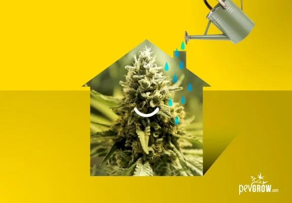 Montaje sobre fondo amarillo con un cogollo de cannabis dentro de una silueta de casa y una regadera que vierte gotas azules.