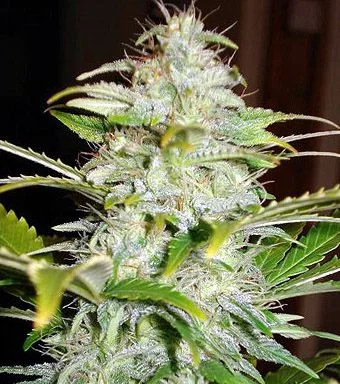 Cogollo de cannabis alargado con abundantes filamentos claros y pequeñas hojas verdes, entre hojas dentadas sobre un fondo oscuro. Cogollo de cannabis alargado con abundantes filamentos claros y pequeñas hojas verdes, entre hojas dentadas sobre un fondo oscuro.